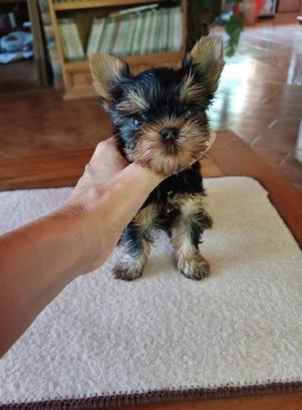 Yorkshire terrier