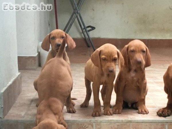 Fajtatiszta jellegű  magyar vizsla kölykök eladóak