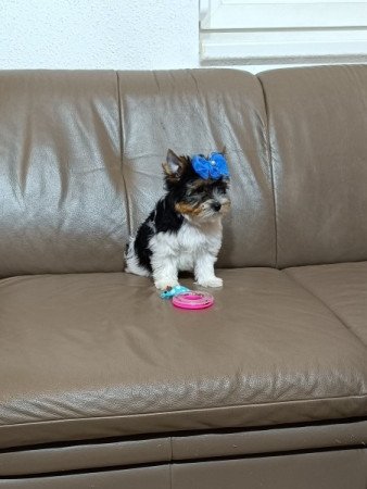 Biewer Yorkshire Terrier