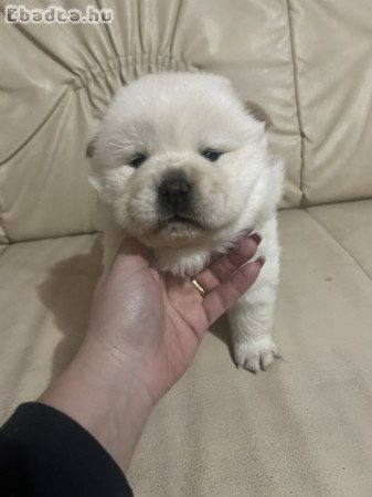Eladó faj tiszta csau csau kölykök