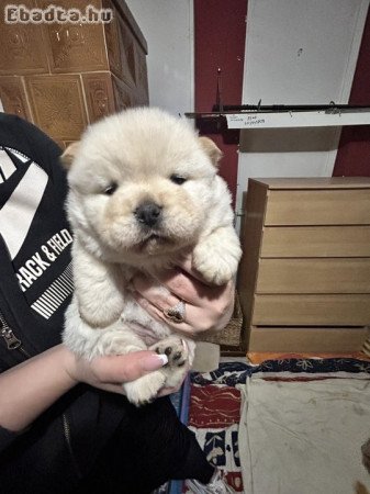 Eladó faj tiszta csau csau kölykök