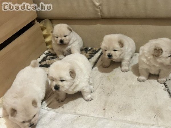 Eladó faj tiszta csau csau kölykök