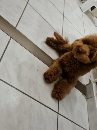 Máltai+uszkár=Maltipoo havanese bichon