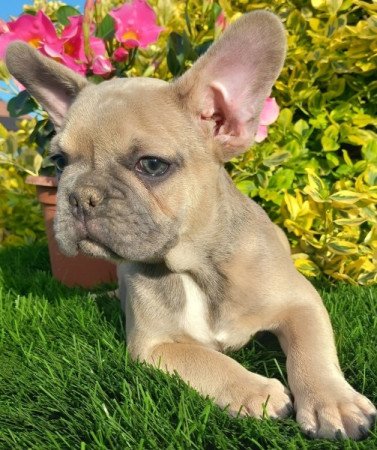 Francia bulldog