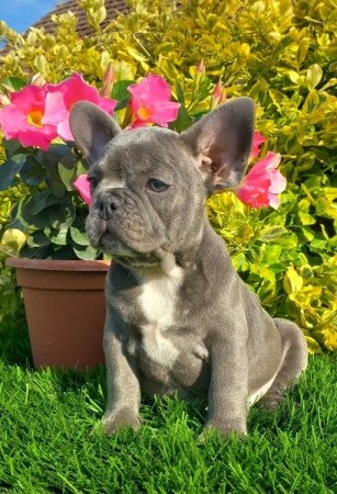 Francia bulldog