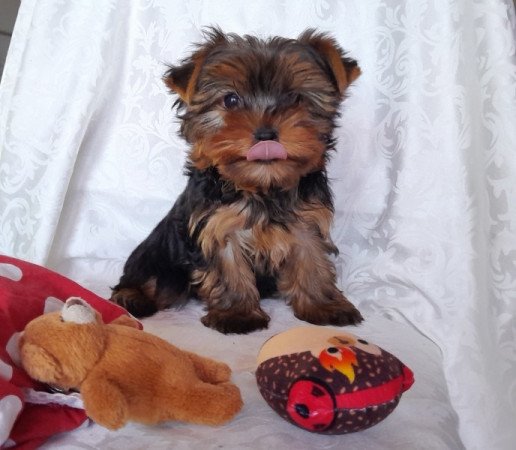 Yorkshire Terrier