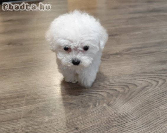 Máltai selyemkutya baba
