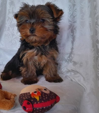 Yorkshire Terrier