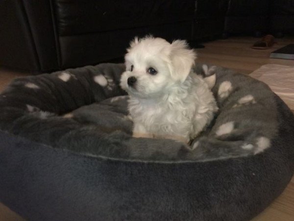 Máltai selyem szőrű