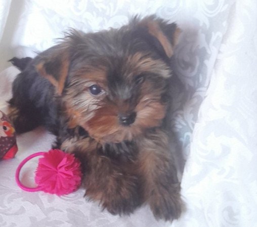 Yorkshire Terrier