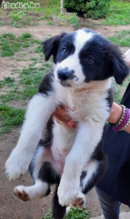 Border collie