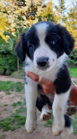 Border collie