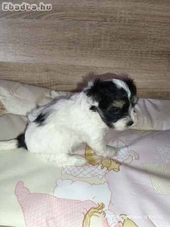 Biewer Yorki kutyusok szerető gazdit keresnek