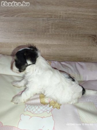 Biewer Yorki kutyusok szerető gazdit keresnek