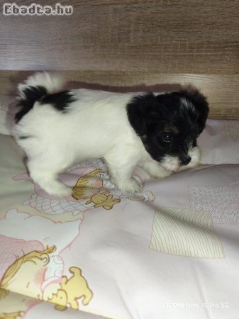 Biewer Yorki kutyusok szerető gazdit keresnek