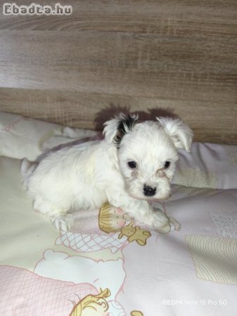 Biewer Yorki kutyusok szerető gazdit keresnek