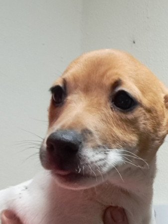 Jack Russell terrier