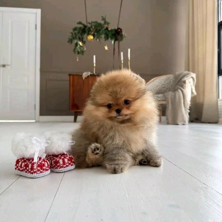 Pomeranian puppy