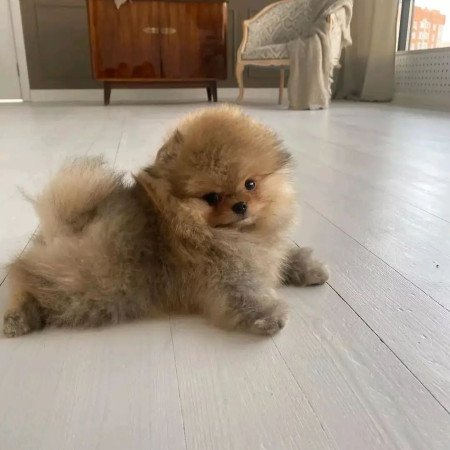 Pomeranian puppy