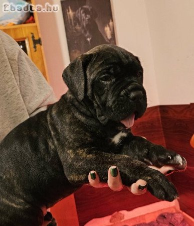 Cane Corso kölykök
