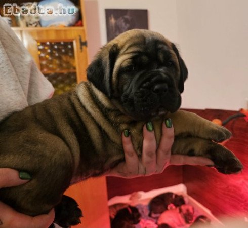 Cane Corso kölykök