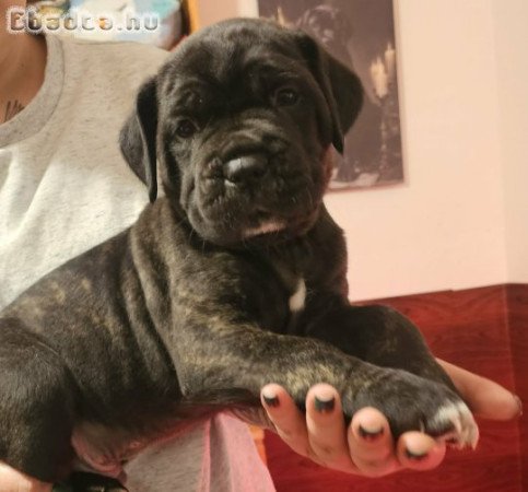 Cane Corso kölykök