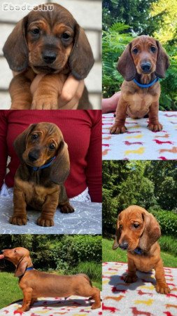 Dachshunds