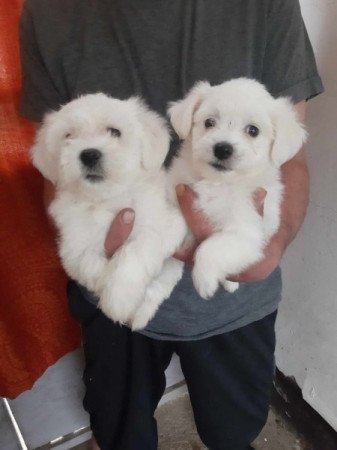 Bichon havanes