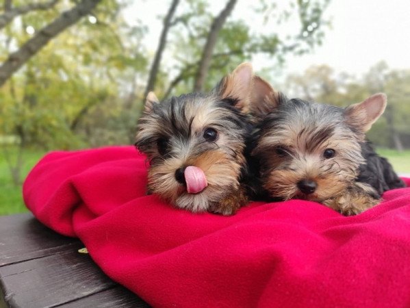 yorkshire terrier