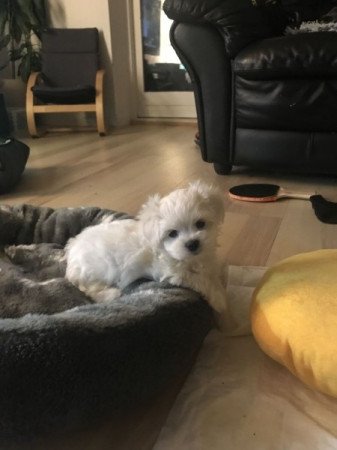 Máltai selyem szőrű