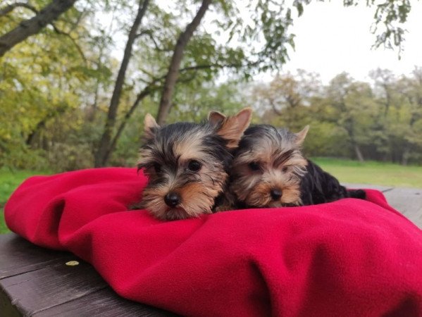 yorkshire terrier