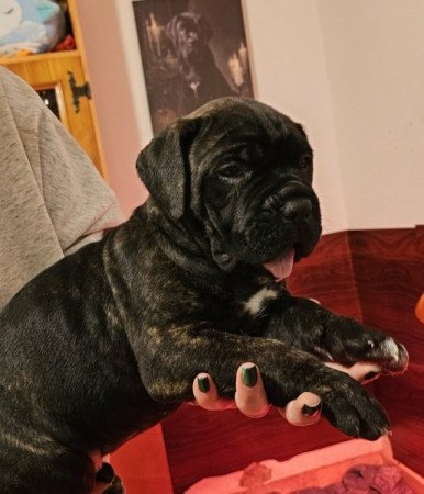 Cane Corso