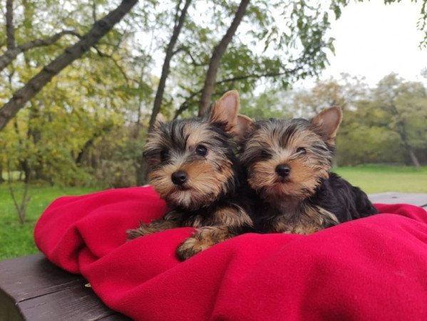 yorkshire terrier