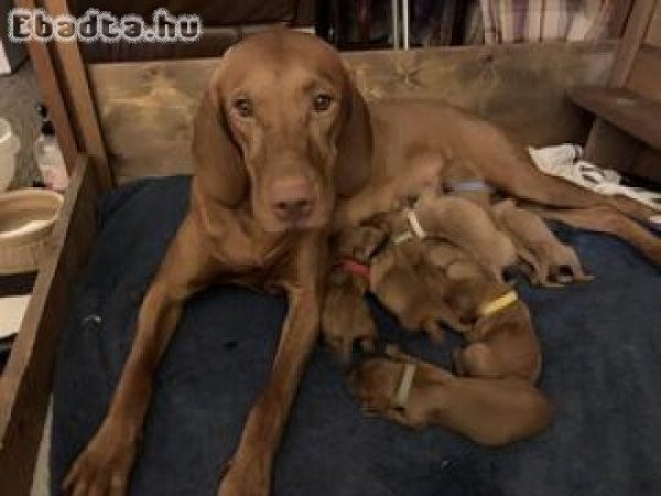 Vizsla puppies for sale