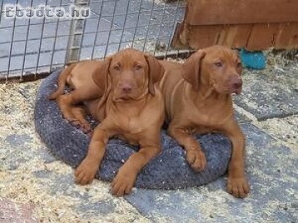 Vizsla puppies for sale
