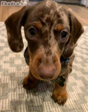 Mini Chocolate Dachshund