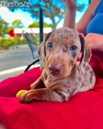Mini Chocolate Dachshund