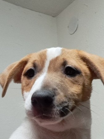 Jack Russell terrier