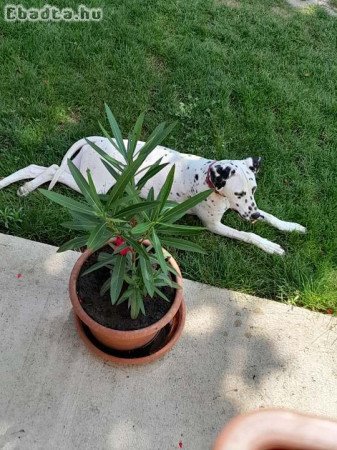 6 hónapos dalmata szuka eladó