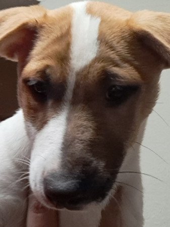 Jack Russell terrier