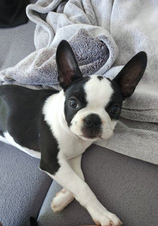 Boston Terrier