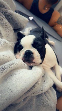 Boston Terrier