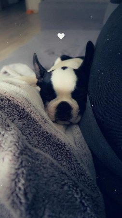 Boston Terrier