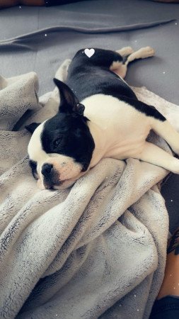 Boston Terrier