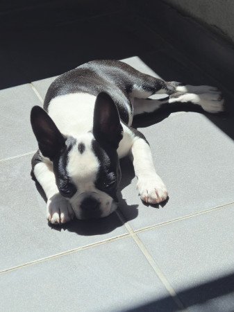 Boston Terrier