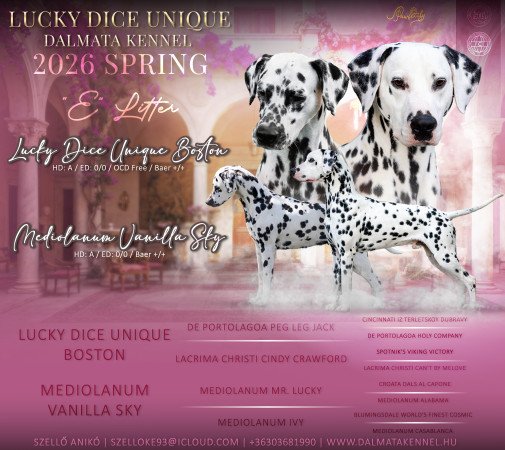 Törzskönyves dalmaták előjegyezhetők