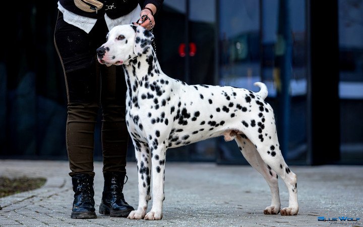 Törzskönyves dalmaták előjegyezhetők