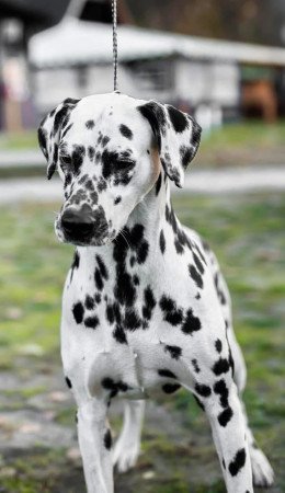 Törzskönyves dalmaták előjegyezhetők