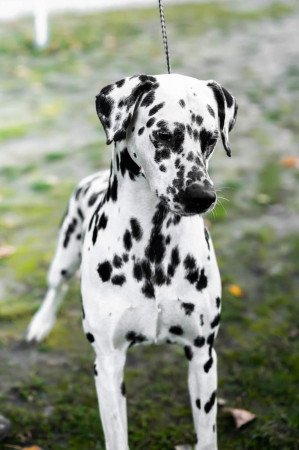 Törzskönyves dalmaták előjegyezhetők