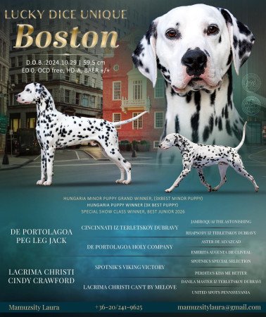 Törzskönyves dalmaták előjegyezhetők